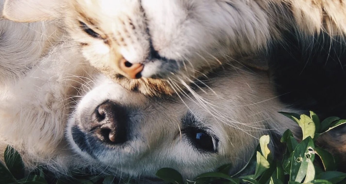 Dog and cat cuddling together